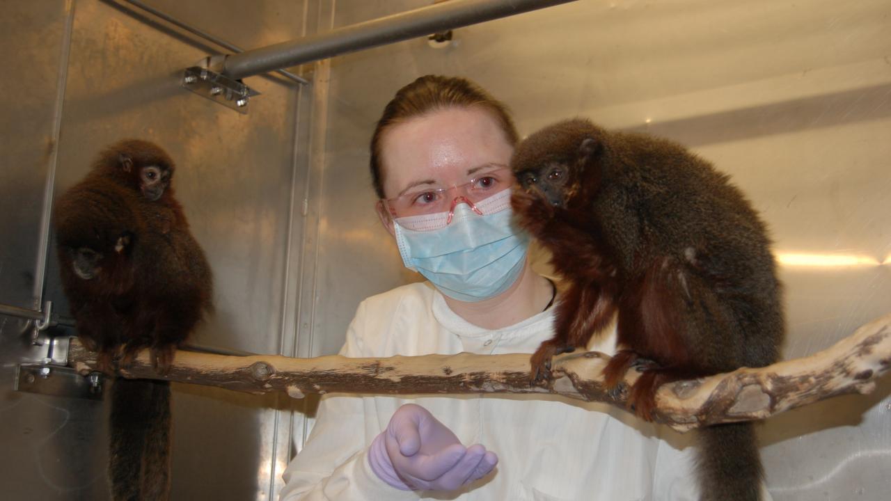 In this photo I am in one of the titi monkey (Callicebus cupreus) rooms at the California National Primate Research Center. Featured with me are Wasabi, Sashimi, and Miakoda. These monkeys are part of the behavioral research done in Karen Bales' lab. No terminal research is performed on these monkeys and all tests are minimally invasive. I chose this location because it's the place on campus where I find myself happiest and least stressed. Spending even a short amount of time with these cute little guys has